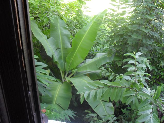 De votre fenetre bananier et fruit du jardin De votre fenetre bananier et fruit du jardin
